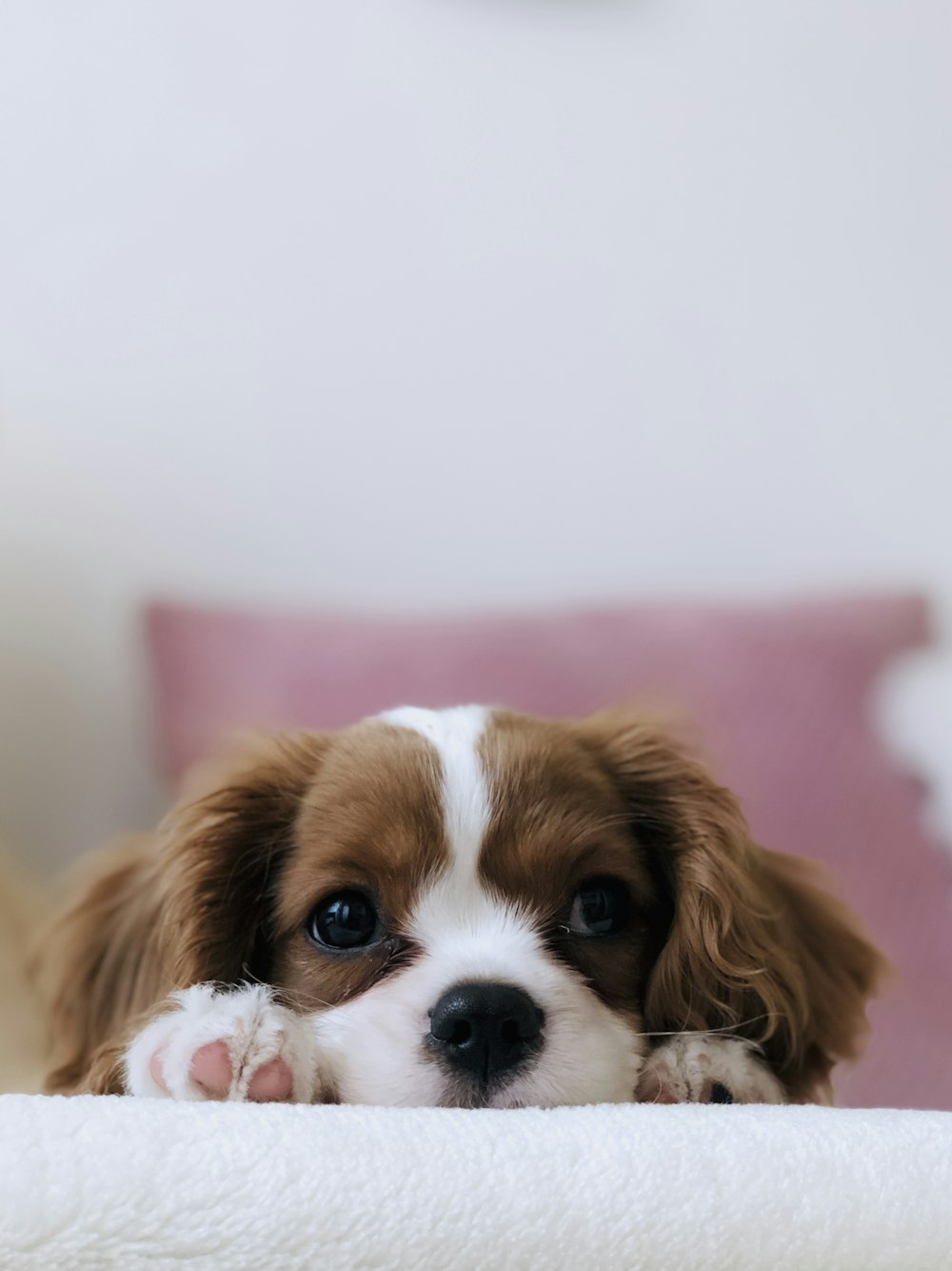 A spaniel resting on a soft blanket