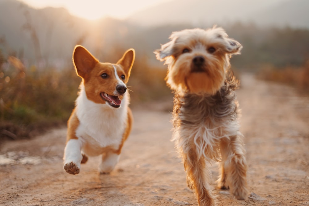 Two dogs enjoying a walk together